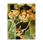 Tisane - Tilleul — Dammann Frères